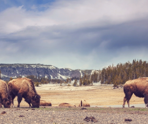 Bison grazing in a meadow with mountain backdrop in Arlee, Montana