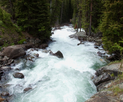 Flowing river surrounded by lush forest in Bonner, Montana