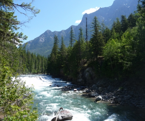 Rushing river flowing through a dense forest in Frenchtown, Montana